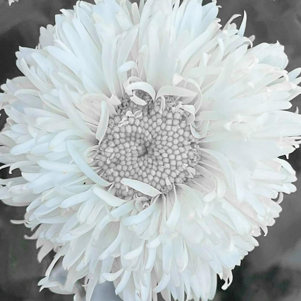 White rose photography project